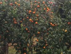 Продам мандарины не собр по 40