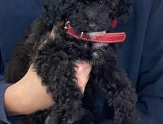 Собачка Мальтипу! 