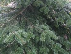 ЖИВАЯ ЁЛКА НА НОВЫЙ ГОД !