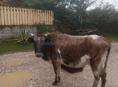 Продаётся корова на мясо 