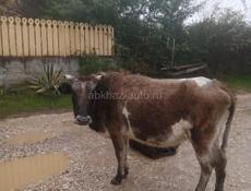 Продаётся корова на мясо 