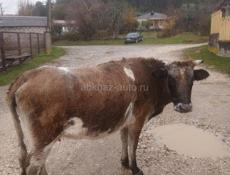 Продаётся корова на мясо 