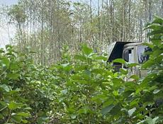 Дрова граб полный камаз 50 тыс 