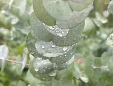 Продаю саженцы эвкалипта