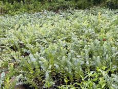 Продаю саженцы эвкалипта 