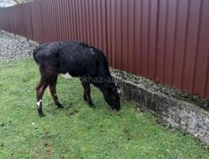 Продаются телята