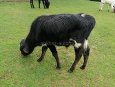 Продаются телята