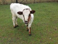 Продаются телята