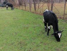 Продаются телята