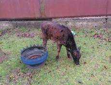 Продаются телята