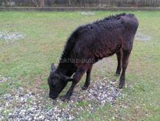 Продаются телята