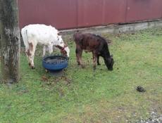 Продаются телята