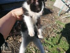 Здравствуйте, ищем дом для маленьких котят, 2 месяца, девочки, игривые, ласковые к лотку приучены