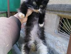 Здравствуйте, ищем дом для маленьких котят, 2 месяца, девочки, игривые, ласковые к лотку приучены