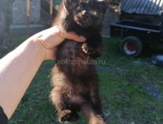 Здравствуйте, ищем дом для маленьких котят, 2 месяца, девочки, игривые, ласковые к лотку приучены