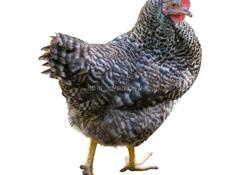 ПРОДАЮТСЯ КУРЫ 