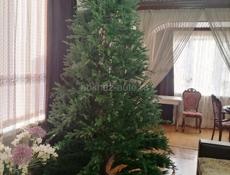 Елка . Высота 2.7м 