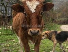 Продаются бычки 2 шт