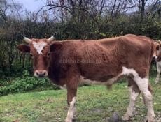 Продаются бычки 2 шт