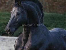 Куплю лошадь