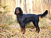 Дарю кто хочет 