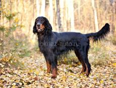 Дарю кто хочет 