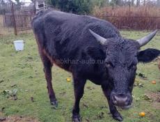 Продаётся бык 130кг 60т)) Звонить на номер +7 940 919-49-61.        Село Уарча