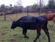 Продаётся бык 130кг 60т)) Звонить на номер +7 940 919-49-61.        Село Уарча