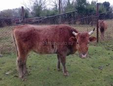 Продаётся бык 130кг 60т, +79409194961, Село Уарча 