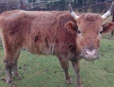 Продаётся бык 130кг 60т, +79409194961, Село Уарча 