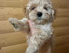 Щенки МУЛЬТИПУ🌸🌸🌸🌸🌸🌸🌸🌸🌸🌸