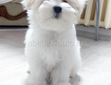 Щенки Мальтезе 💞💞💞💞💞💞💞💞💞💞