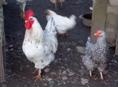 Куры несушки и петухи!  На фото не все.