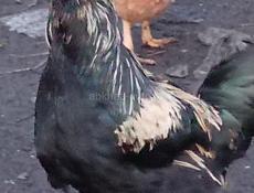 Куры несушки и петухи! На фото не все.