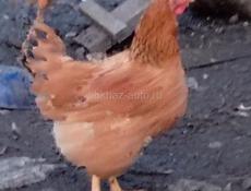 Куры несушки и петухи! На фото не все.