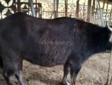 Буйвол!! Молодой!!! 