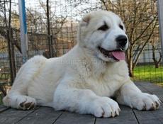 Отдам даром