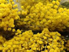 Куплю мимозу