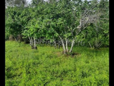 ПРОДАЁТСЯ УЧАСТОК С ФУНДАМЕНТОМ И ОРЕХОВЫМ САДОМ