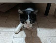 Нашла котенка, чья потеряшка?