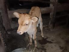 Все вопросы по телефону.