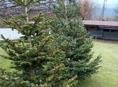 Продаются елки