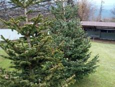 Продаются елки