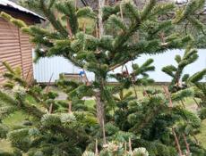 Продаются елки