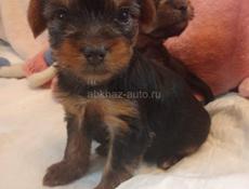 ЧИСТОКРОВНЫЕ ЩЕНКИ ЙОРКА