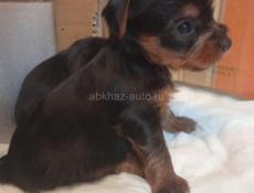 ЧИСТОКРОВНЫЕ ЩЕНКИ ЙОРКА