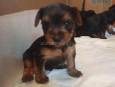 ЧИСТОКРОВНЫЕ ЩЕНКИ ЙОРКА