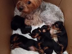 ЧИСТОКРОВНЫЕ ЩЕНКИ ЙОРКА