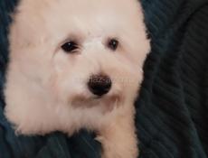 Мальчик Пушон