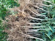 САЖЕНЦЫ МАНДАРИН СЕНТЯБРЬСКИЙ 